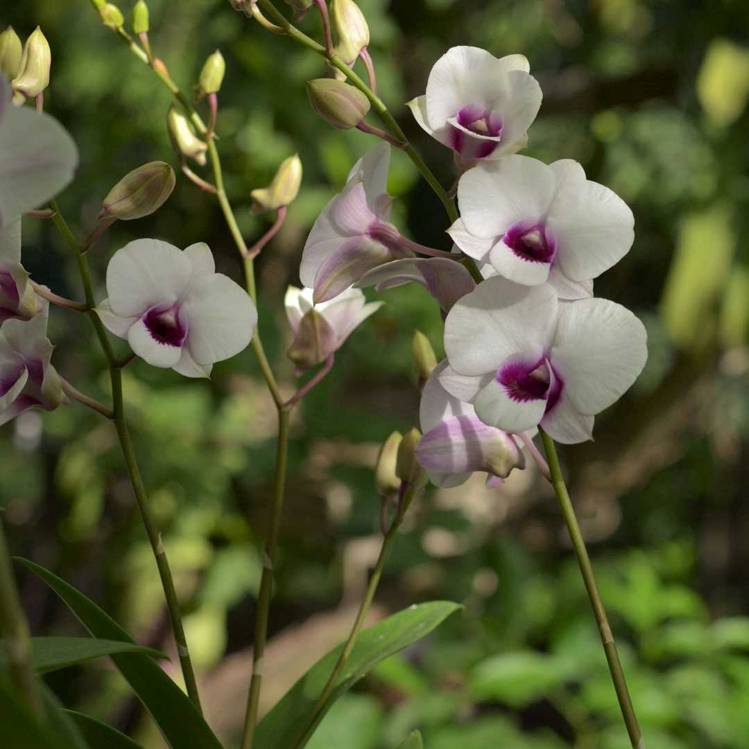 Dendrobium Glory White Compactum