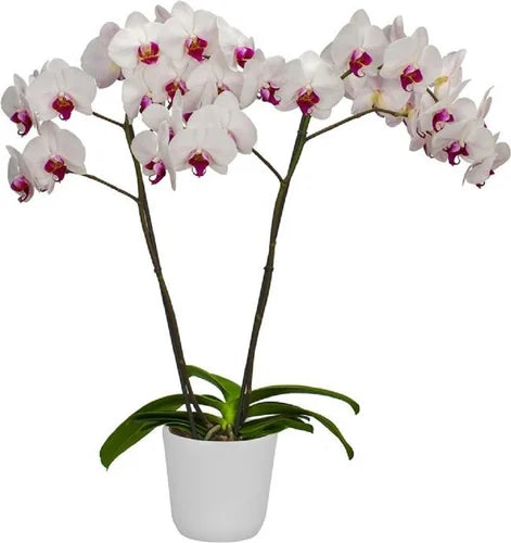 Phalaenopsis Splendid