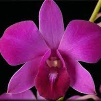 Dendrobium Panjarat Pink x Ceasar Red