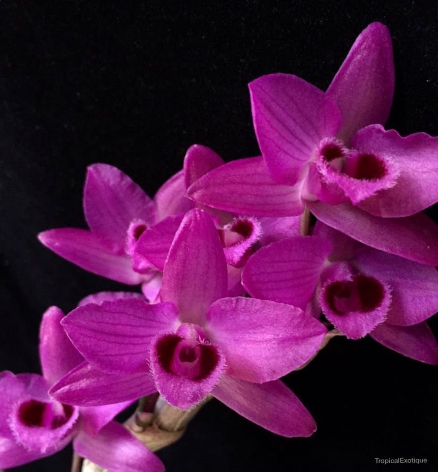 This exquisite orchid species, known for its enchanting lavender-hued petals and delicate charm, is a must-have for orchid enthusiasts and novices alike. 