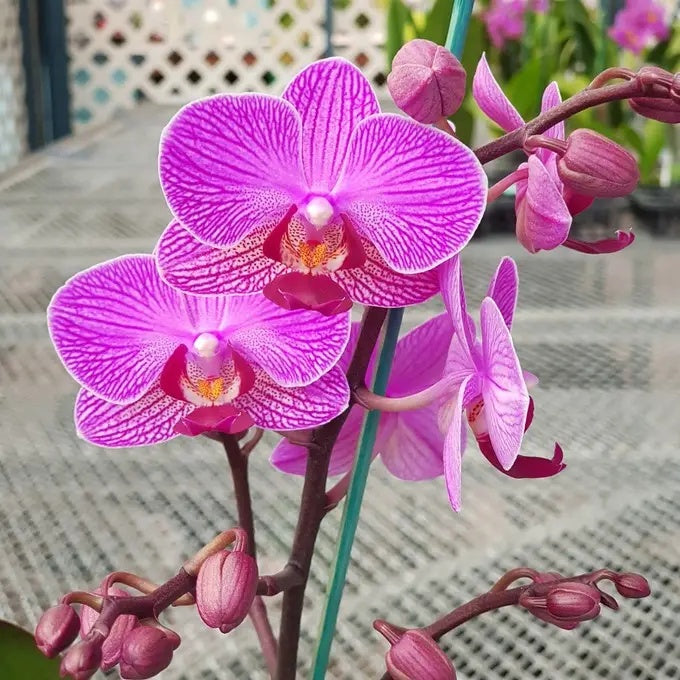 Phalaenopsis Perceval