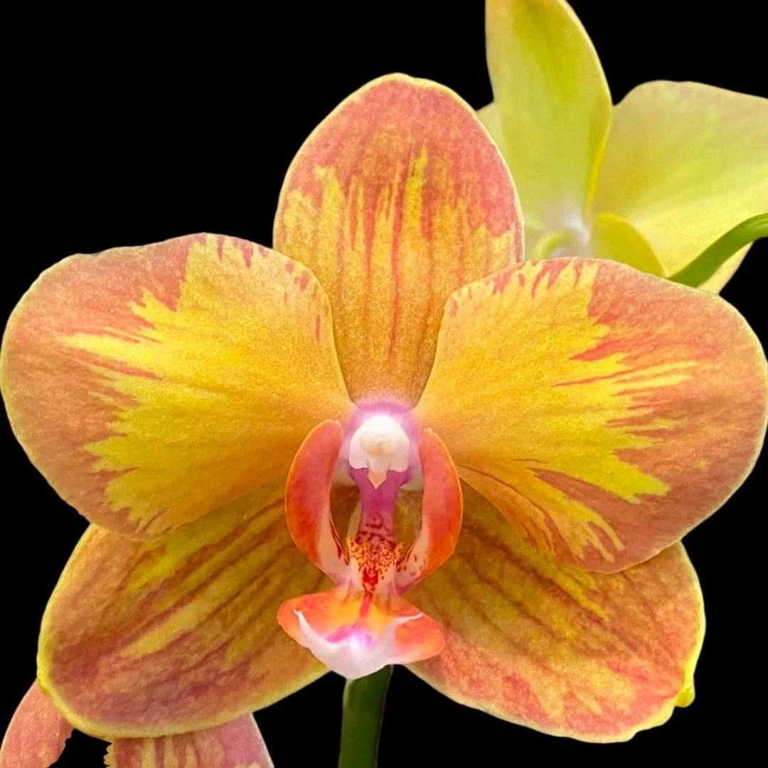 Phalaenopsis Jiuhbao Queen Diamond orchid in full bloom, a healthy colourful orchid plant for gifting in India