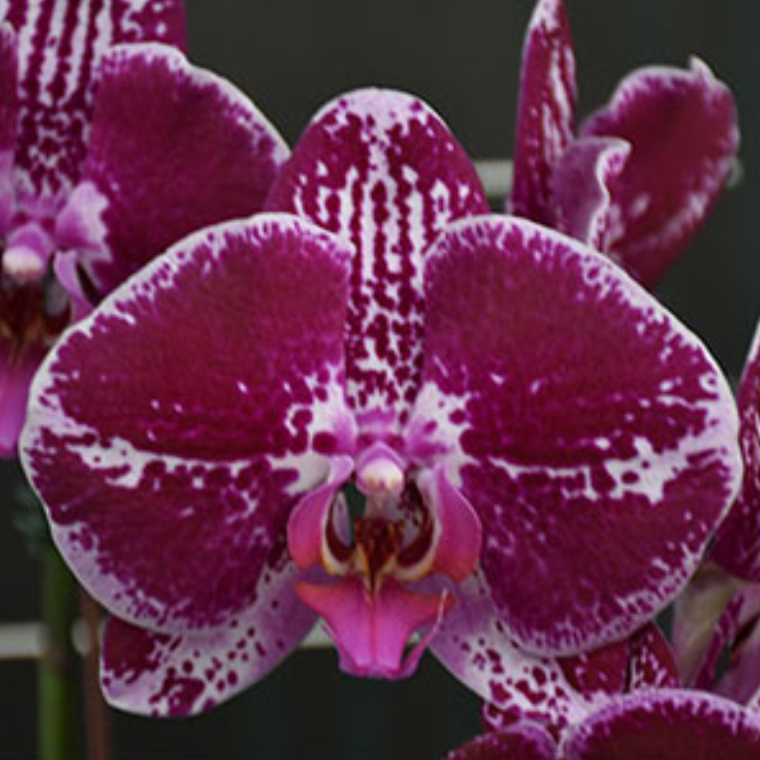 Phalaenopsis Ox King orchid with magenta and white speckled blooms, a healthy colourful orchid plant for gifting in India