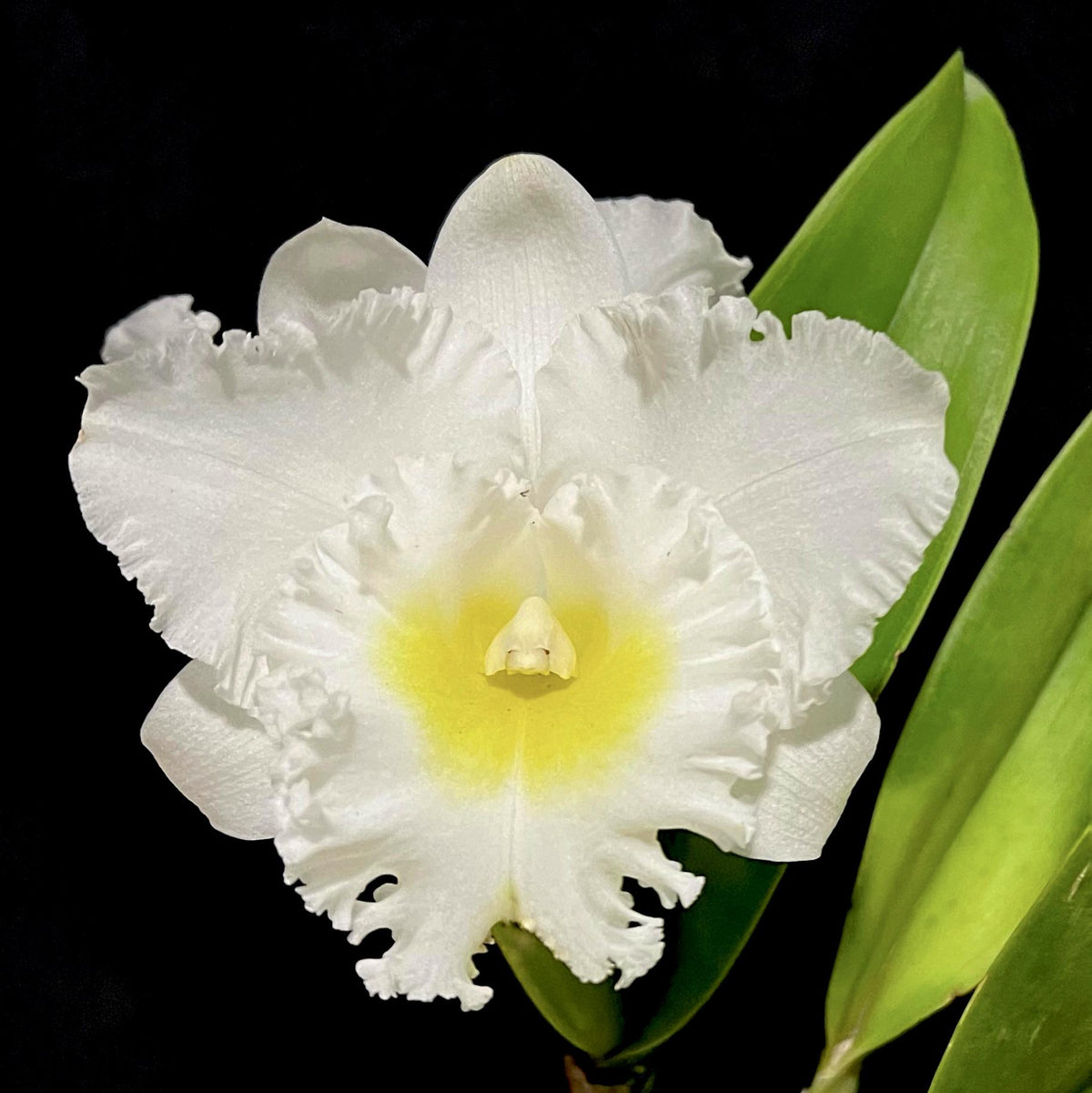 Rhyncholaeliocattleya Phonnapa