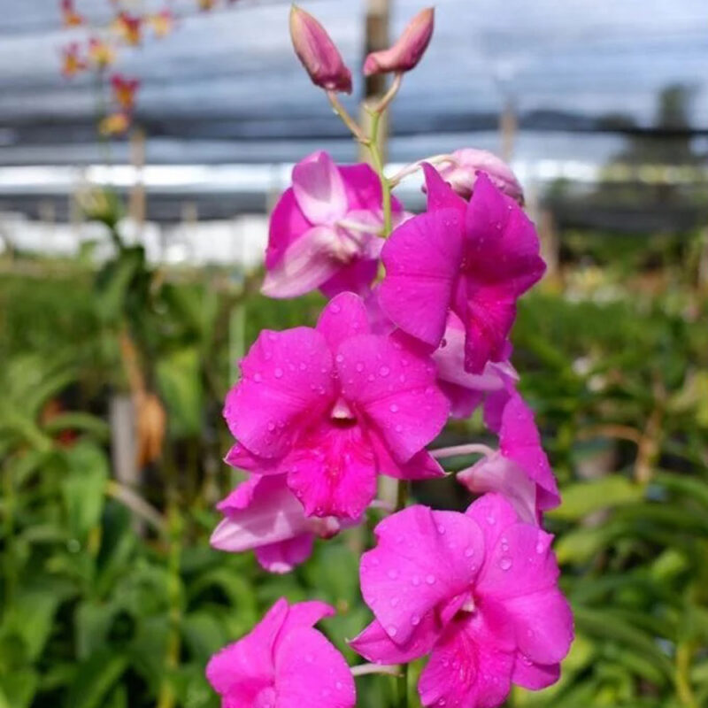 Dendrobium Pink Happy Compactum