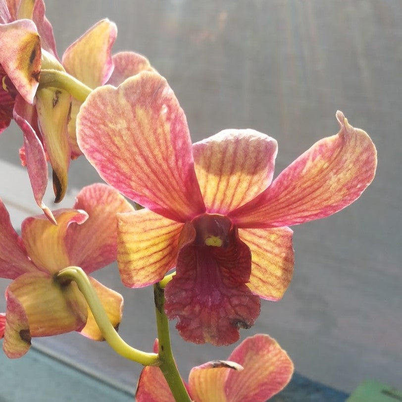 Dendrobium Thongchai Gold Pinwattana Splash