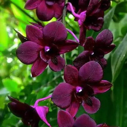 Dendrobium Pioneer Red