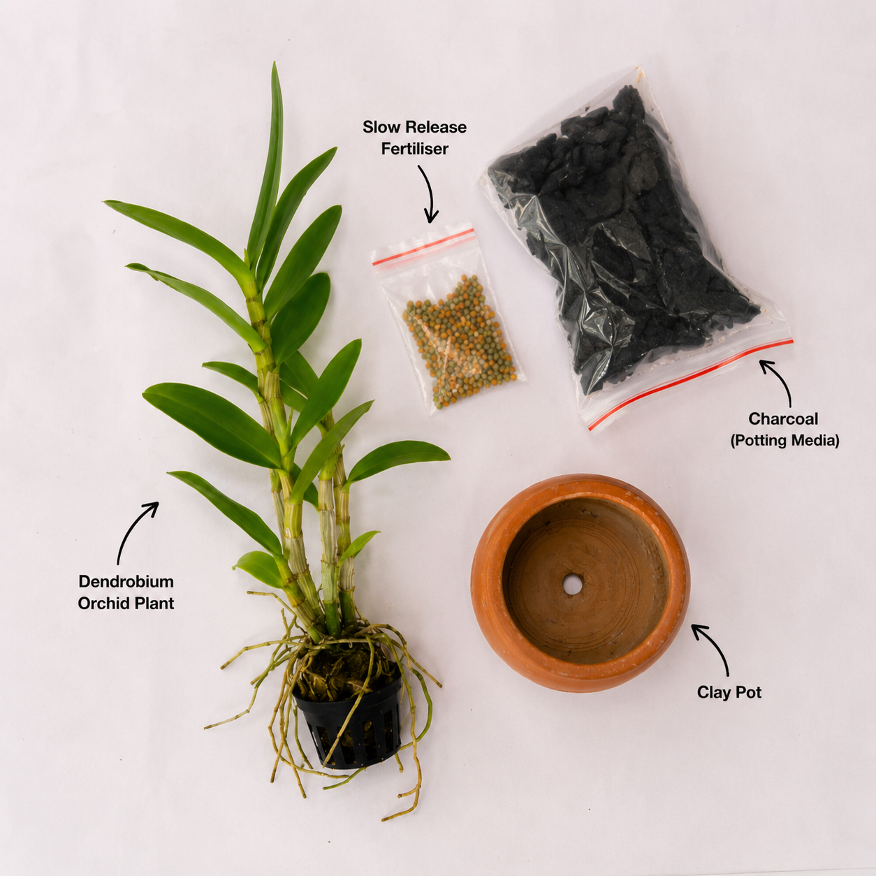 Beginner-friendly Dendrobium Orchid Starter Kit repotting guide showing how to repot a healthy Dendrobium orchid using a clay pot, charcoal potting media, and slow-release fertilizer for easy orchid care.