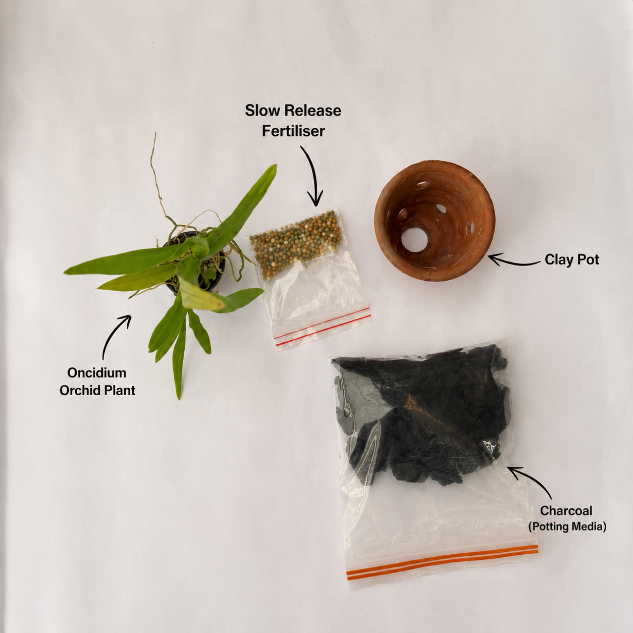 Beginner-friendly Oncidium Orchid Starter Kit repotting tutorial demonstrating how to repot an Oncidium orchid with a clay pot, charcoal potting media, and slow-release fertilizer for healthy orchid growth.