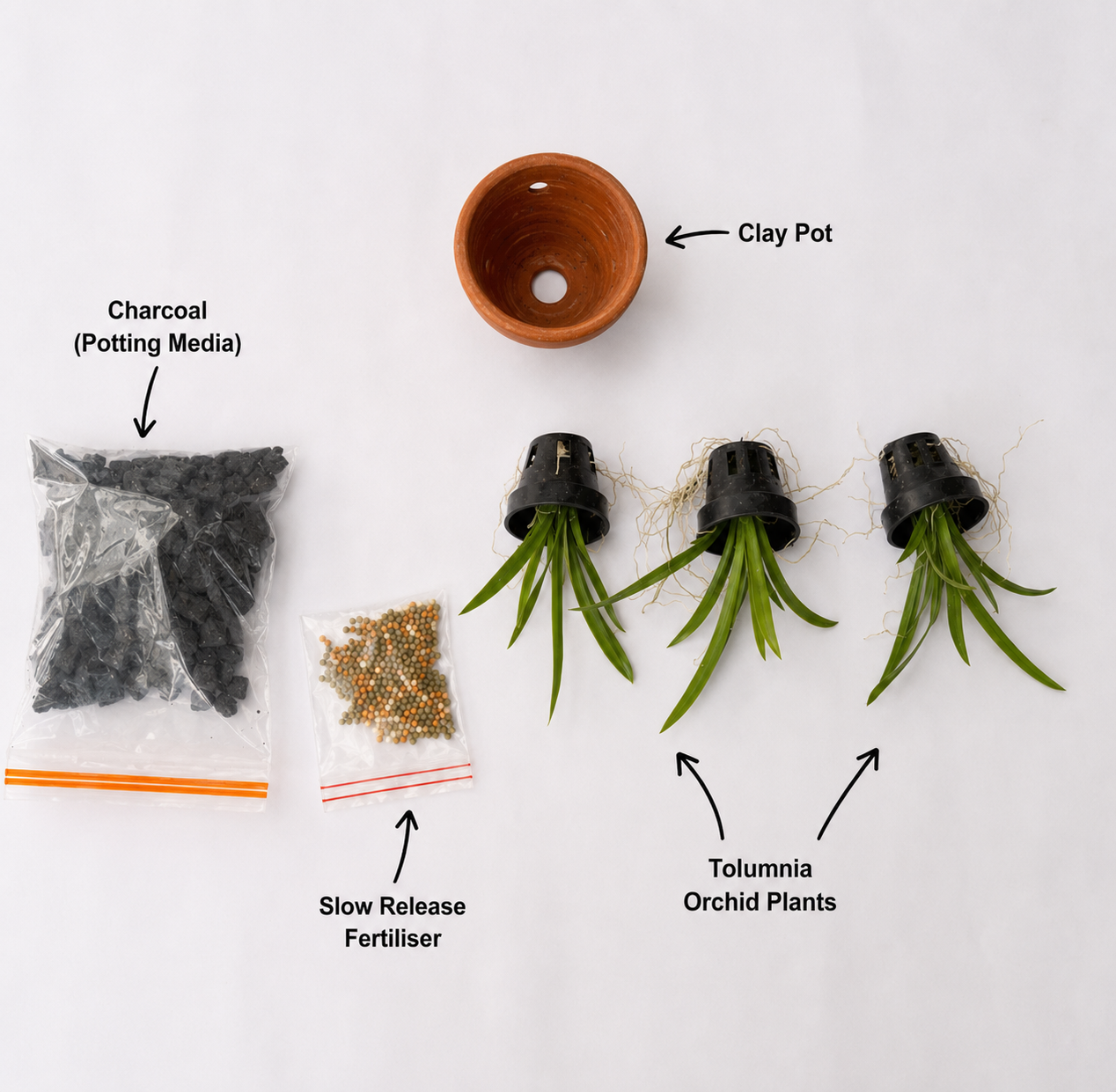 Beginner-friendly Tolumnia Orchid Starter Kit repotting tutorial featuring healthy Tolumnia orchid plants, a clay pot, charcoal potting media, and slow-release fertilizer for easy orchid care.