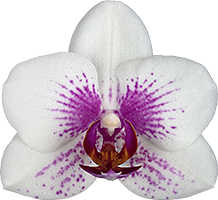 Phalaenopsis Prima Piano