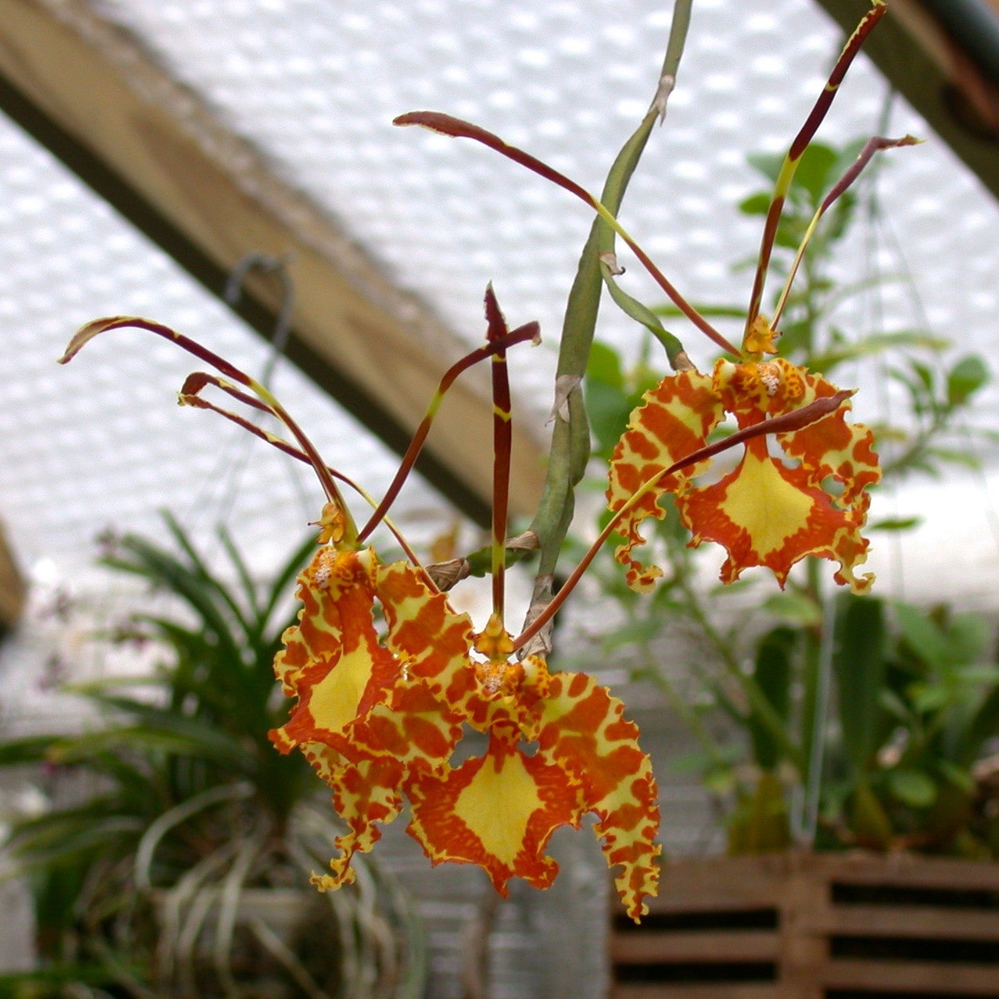 Psychopsis Papilio