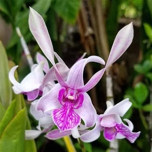 Dendrobium Rabbit x Ceasar Warawan