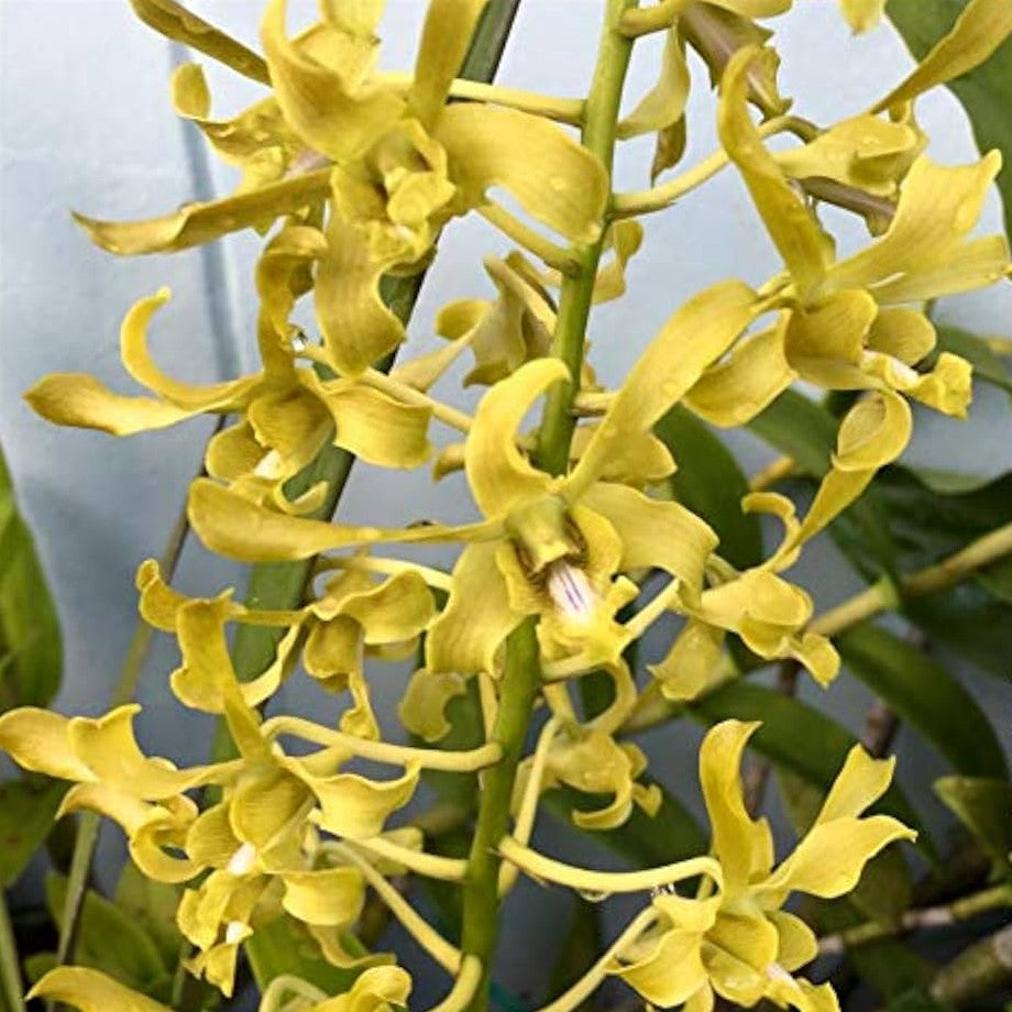 Dendrobium Rabbit x Chan Chao Twist