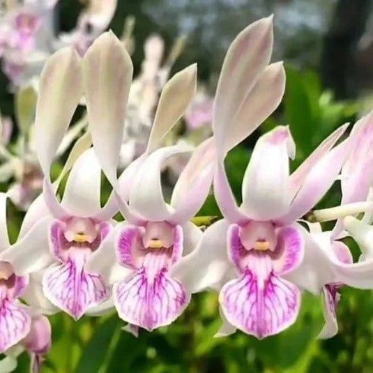 Dendrobium Rabbit Pink