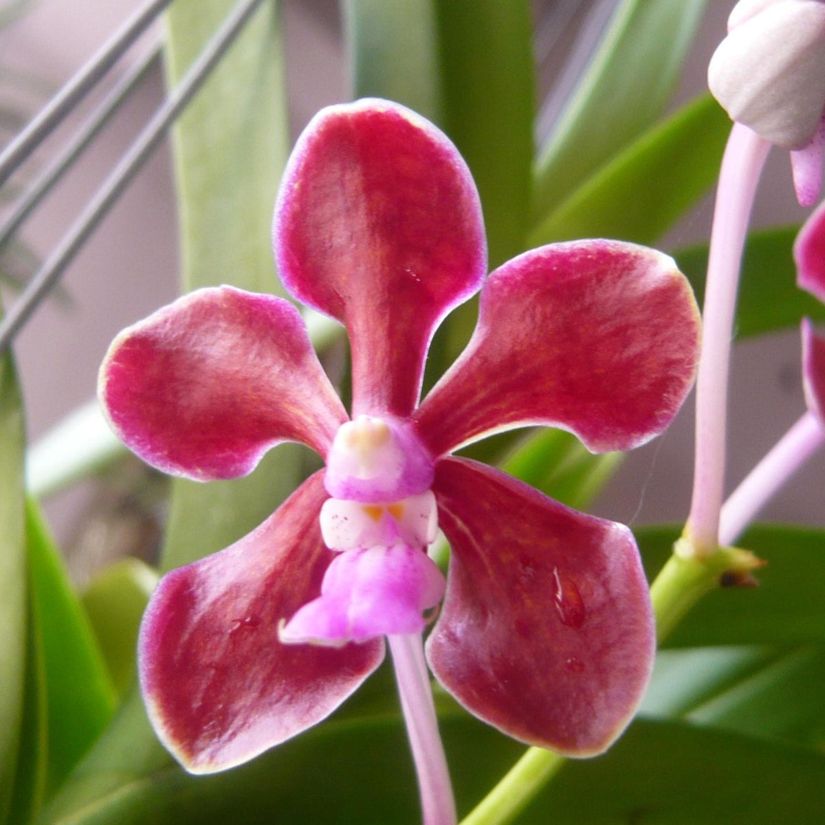 Vanda Plug Vanda
