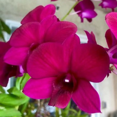 Dendrobium Pramote Red