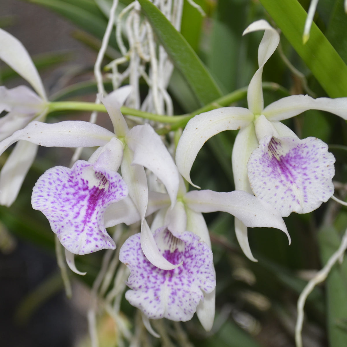 his stunning orchid variety features striking red and white petals, resembling a starburst of colors. Our Brassocatanthe Yuan Dung Red Star orchid is an ideal addition to any home, offering a touch of exotic elegance and natural beauty.