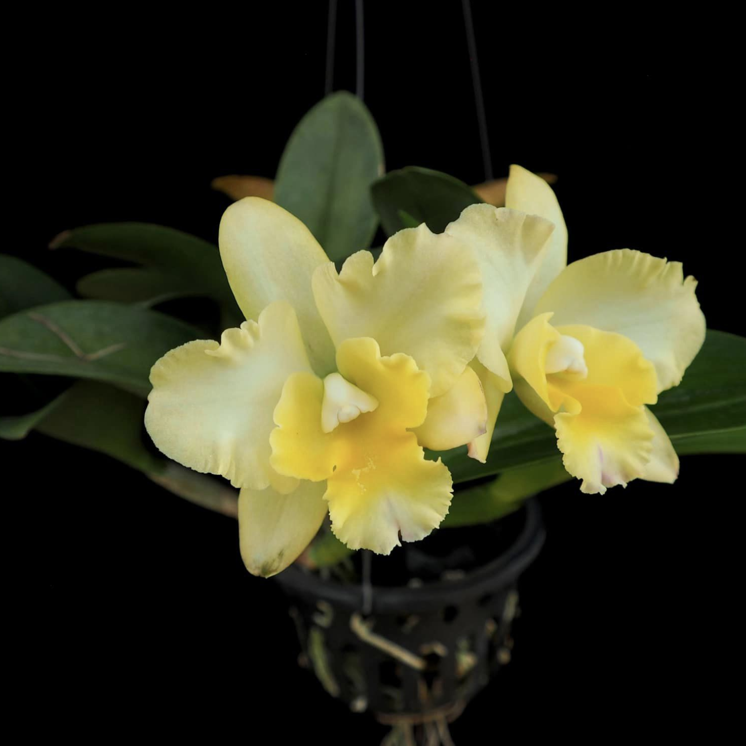 Cattleya River Kwai Rivers hybrid orchid with large, vibrant blooms, beautifully ruffled petals, and a striking colourful lip.