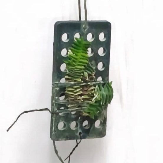 Schoenorchis scolopendria