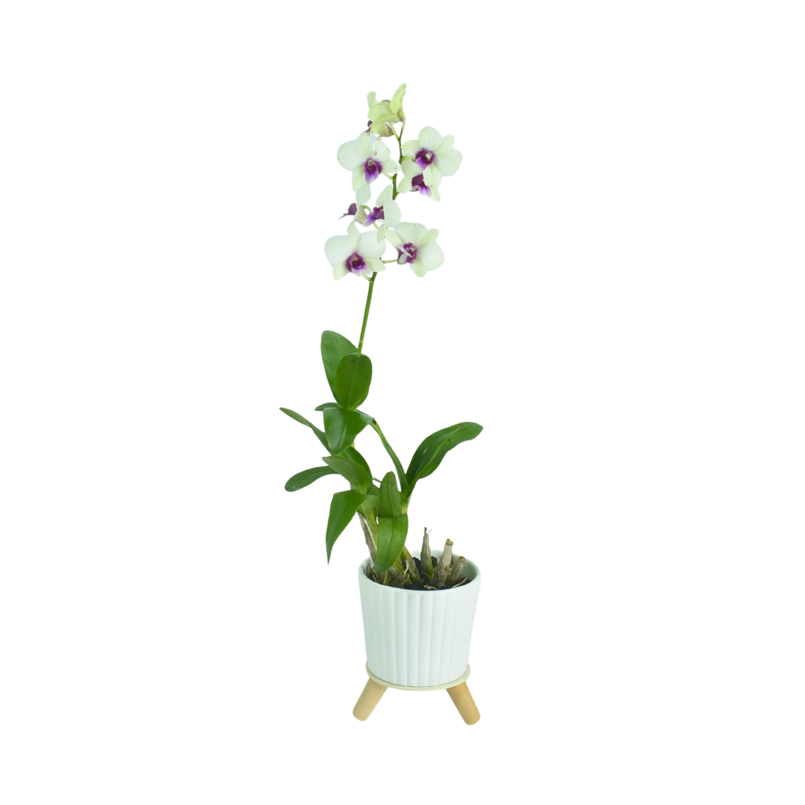 Dendrobium Jade Junior