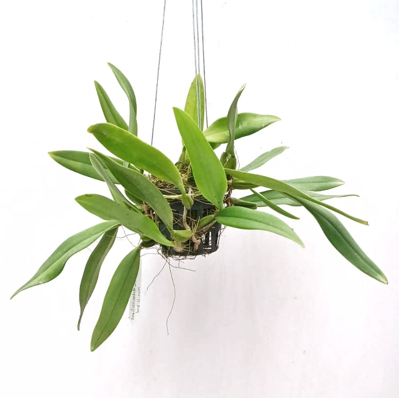 Bulbophyllum longissimum X Bulbophyllum fascinator