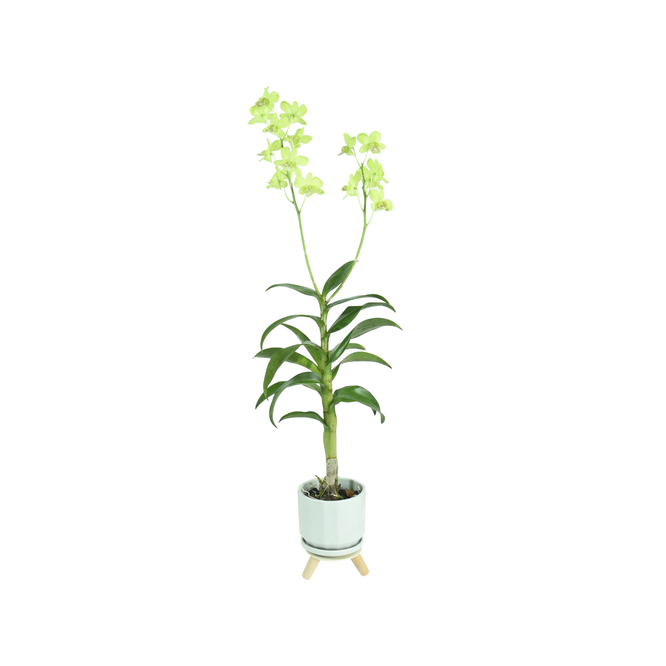 Dendrobium Areedang Green