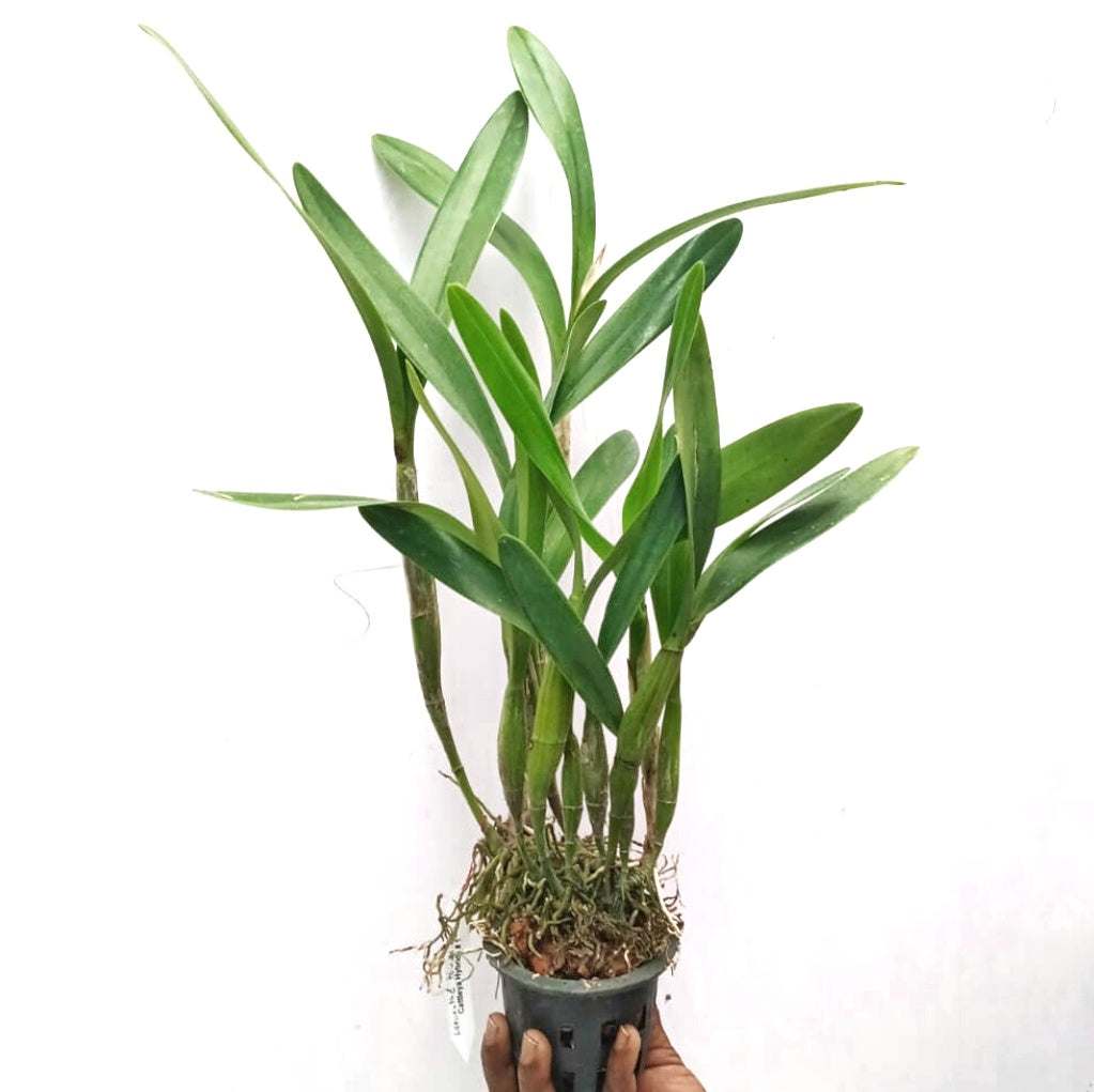 Laelianthe Tandaleyo