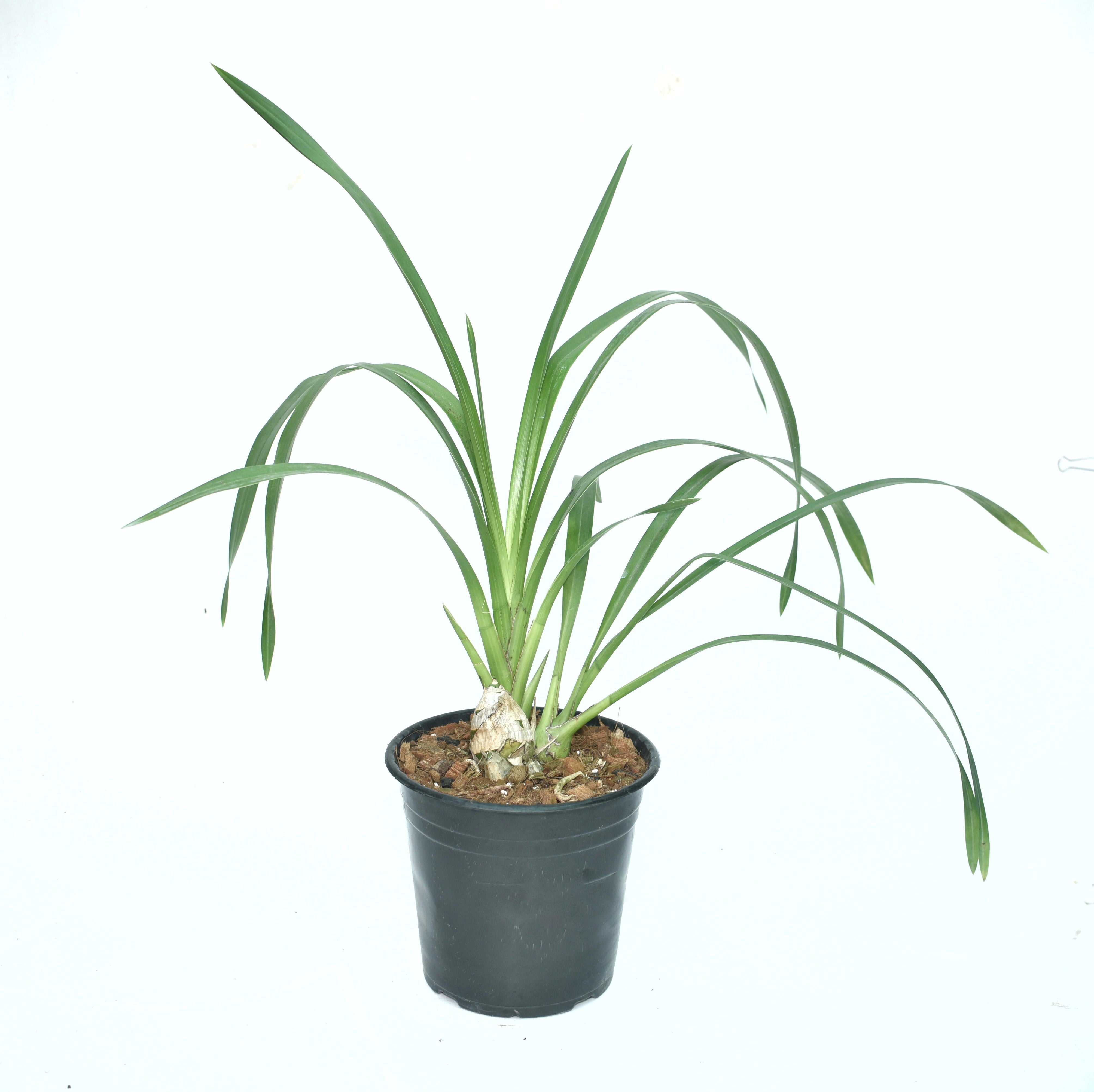 Cymbidium Royal Promise 'Maxime'