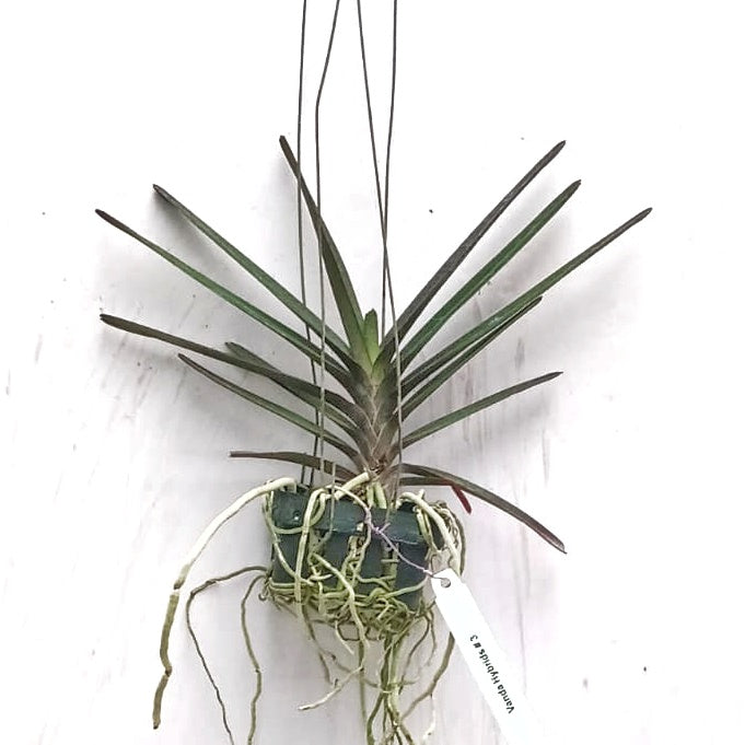 Ascocentrum ampullaceum