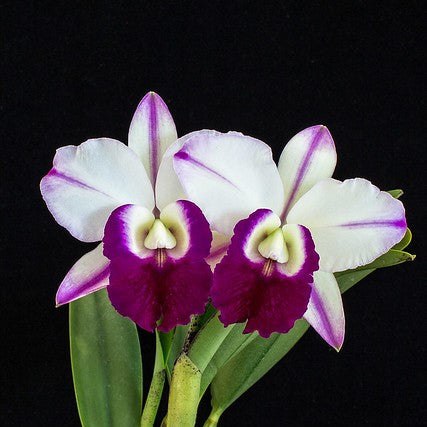 Cattleya Robert Strait "Blue Hawaii"