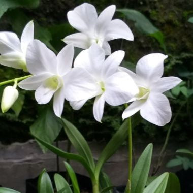 Dendrobium Enobi White