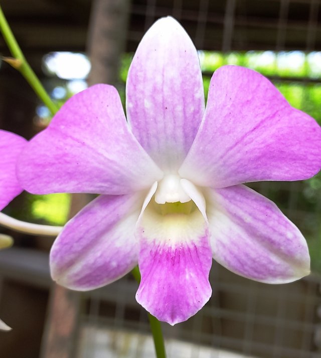 Dendrobium Shavin Pink