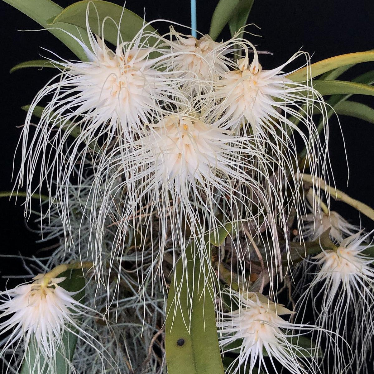 Bulbophyllum medusae