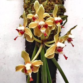 Paraphalaenopsis denevei