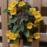 Dendrobium Jenkinsii