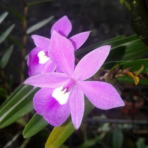 Dimerandra Emarginata Orchid - Exquisite Star-shaped Flower from the Caribbean