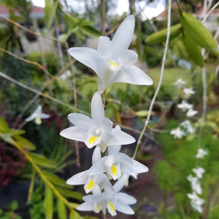 Dendrobium crumenatum