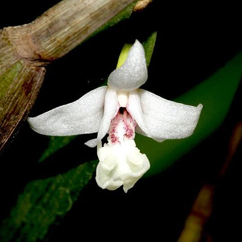 Dendrobium Macraei