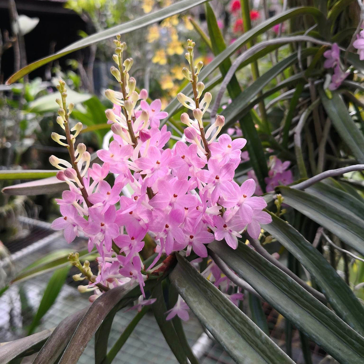 Ascocentrum christensonianum Orchid in Vivid Bloom