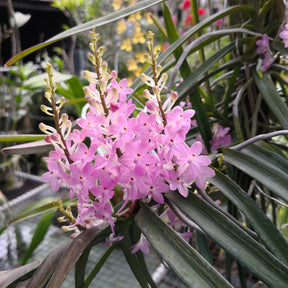 Ascocentrum christensonianum Orchid in Vivid Bloom