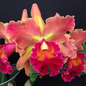 Cattleya Susan Fender Cinnamon Stick