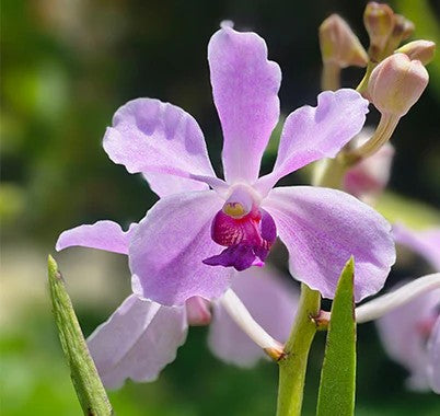 Vanda  Lilacina x Coerulea