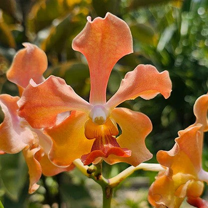 Velthuis Jairak Orange