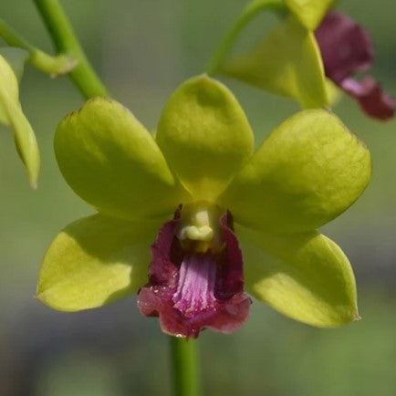 Dendrobium Thongchai Gold 'Pramote'