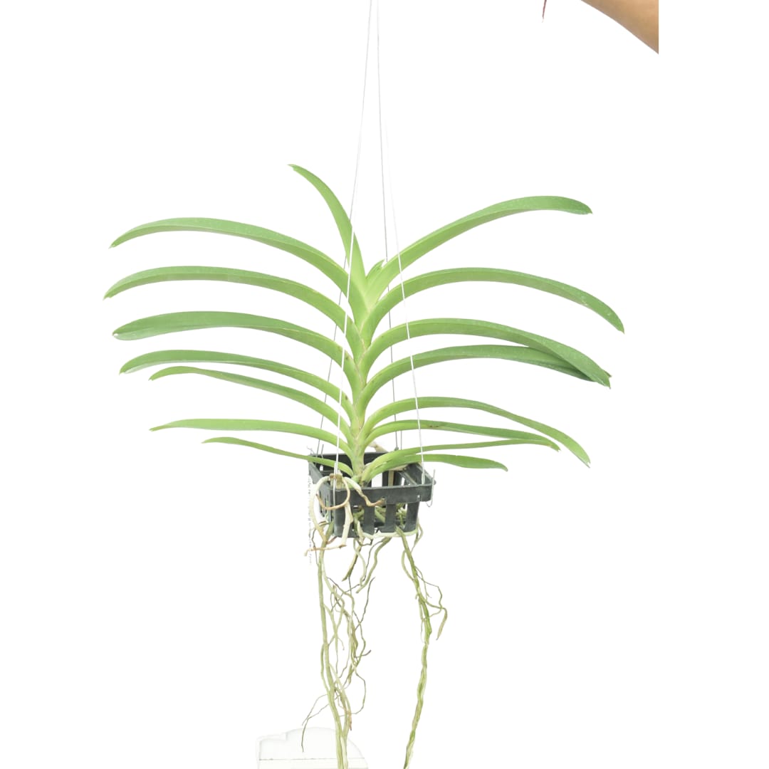 Healthy Vanda Corneels Ciliers orchid plant with strong aerial roots, lush green leaves, and vigorous growth, rare Vanda hybrid orchid in India suitable for hanging baskets, balcony gardening, and tropical orchid collections.