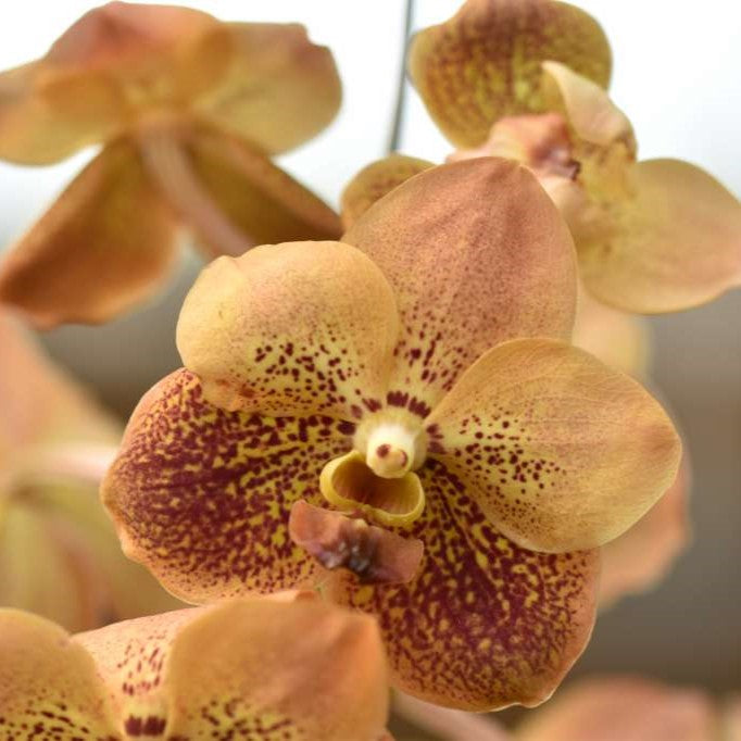 Vanda Two Tone Orange