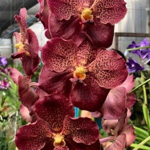 Vanda Kriengchai Brownie