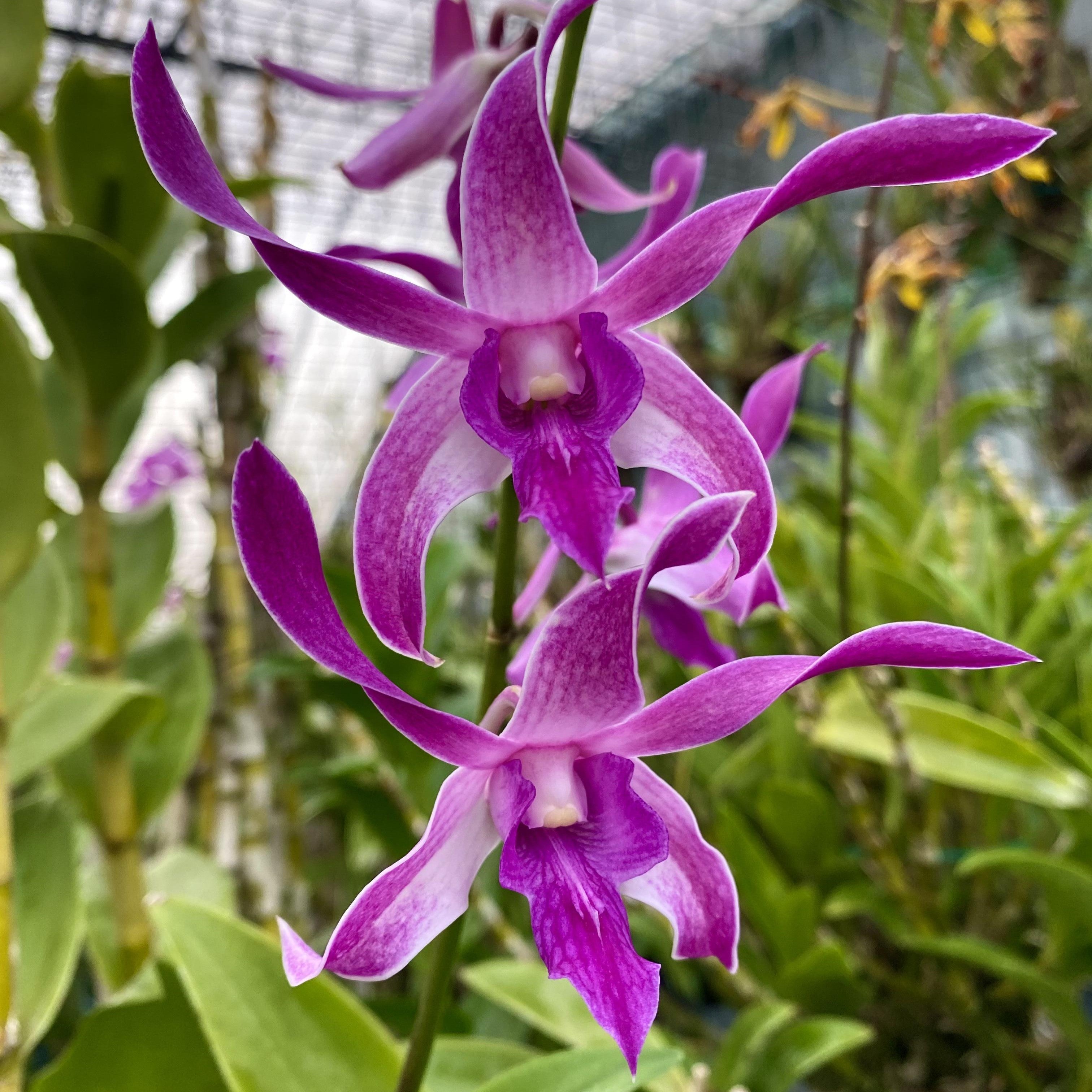 Dendrobium Warawan Pink x Lasianthera