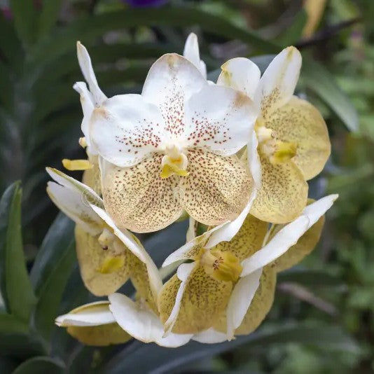 Vanda Suwannaphum Lime Apart